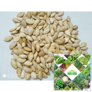 10 Hạt giống bí siêu quả