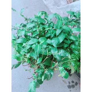 Cây trà xanh lớn