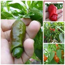 30 hạt giống ớt cu tý