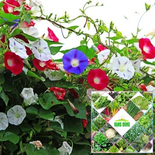 Gói 30 hạt giống hoa triệu chuông leo