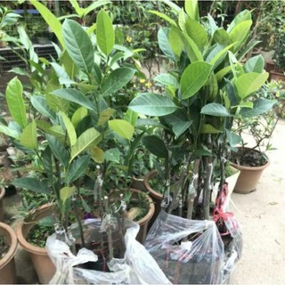Cây giống Mít Tố nữ ( Cây xanh ngọc lan 47)