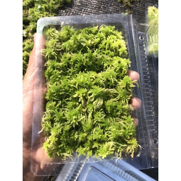 Dớn Sphagnum junghuhnianum  ( hộp 10x15cm)