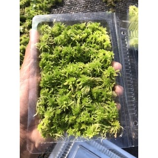 Dớn Sphagnum junghuhnianum