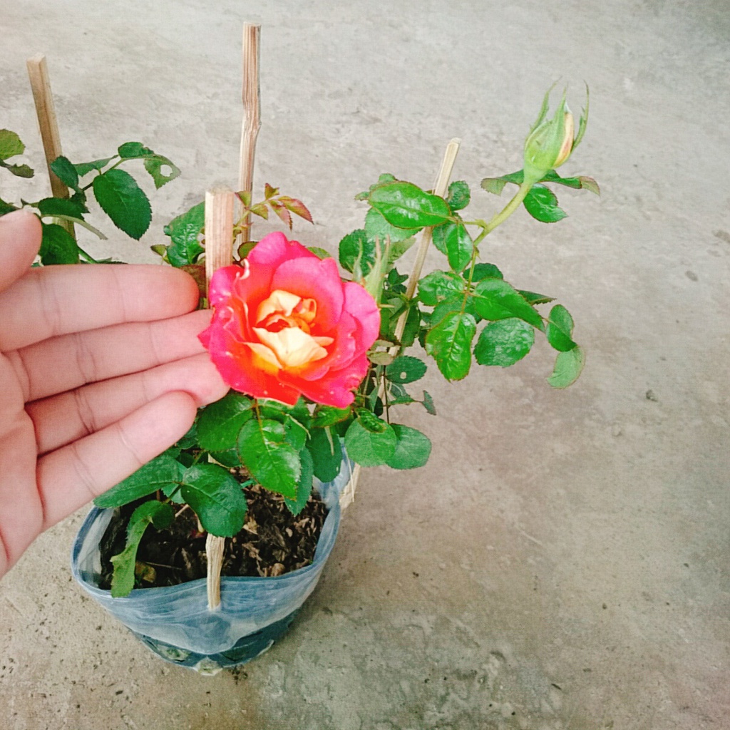 Hồng 2 Da Sa Đéc - cây cảnh để bàn