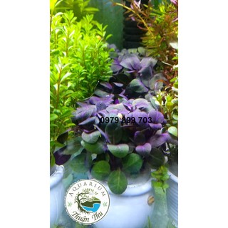 Cắt cắm - Hồng ba tiêu - cây thủy sinh tiền cảnh trung cảnh đẹp