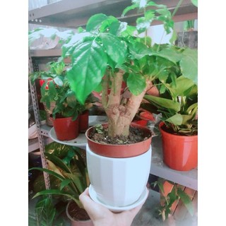 Chậu Cây Hạnh Phúc