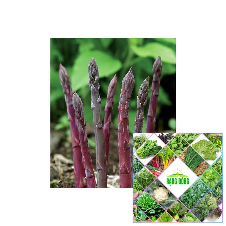 Gói 20 hạt giống măng tây tím