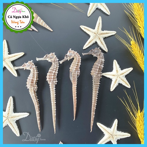 Sao Biển Khô Trắng Đẹp Tự Nhiên - Sao Biển Trang Trí