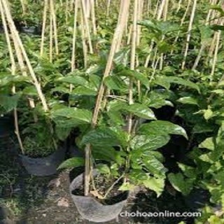 CÂY GIỐNG GẤC NẾP ( cây giống siêu sớm có bảo hành)