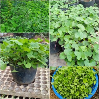 Deal 1k-Hạt giống rau má cao sản gói 50 hạt
