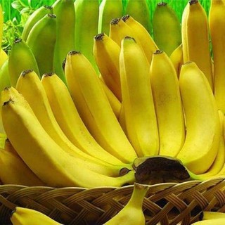 Giống cây Chuối Tây Lùn