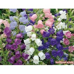gói 200 hạt giống hoa chuông kép nhiều màu