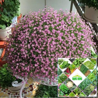 Gói 100 hạt giống hoa lưu ly hồng
