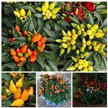 30 hạt giống ớt bàn đào ( ớt trái đào tiên)