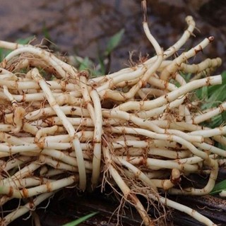 rễ tranh tươi( không  gửi  hàng miền bắc)