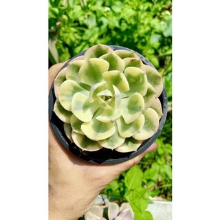 sen đá đất xanh var