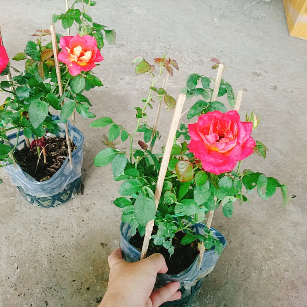 Hồng 2 Da Sa Đéc - cây cảnh để bàn