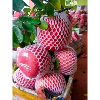 CÂY GIỐNG BƯỞI ĐỎ THÁI LAN [ CÂY GHÉP CHO QUẢ SỚM ] (Hoàn Xu Xtra+...)