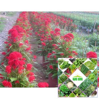 BỘ 500 HẠT GIỐNG HOA MÀO GÀ BÚA