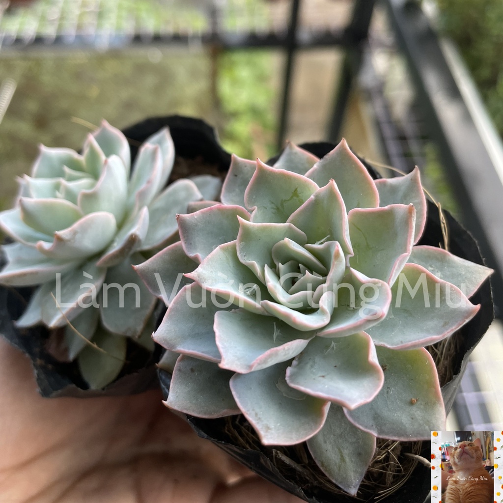 Sen Đá Hồng Phấn 🌸🌸🌸 Size Bầu - Size Trung