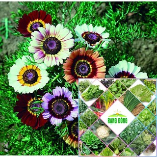 hạt giống hoa cúc chi mix 50 hạt HAT F1
