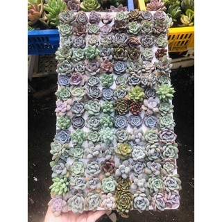 Combo 50 sen đá vỉ size 3-4 cm 150