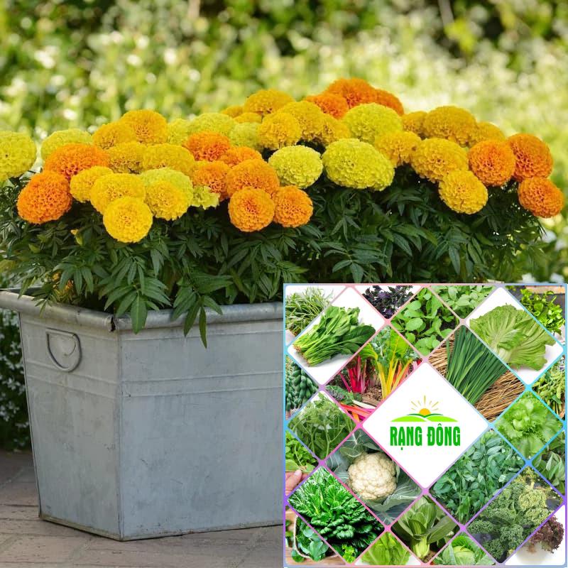 hạt giống cúc vạn thọ lùn 50 hạt xuất xứ mỹ HAT F1
