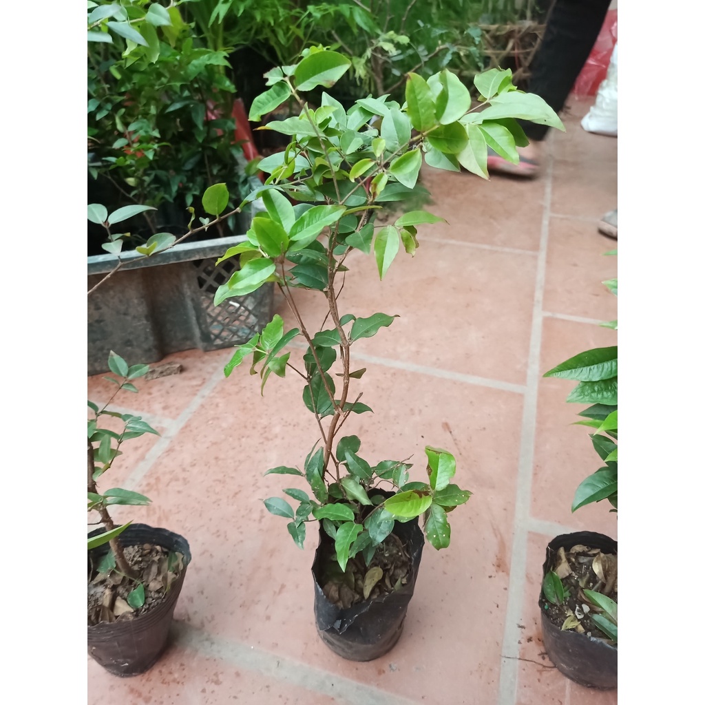 Cây giống nho thân gỗ, loài cây ăn quả quý hiếm được nhiều người săn trồng, nho thân gỗ mang đến sự sung túc, giàu sang