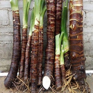 Giống cây ráy voi khổng lồ