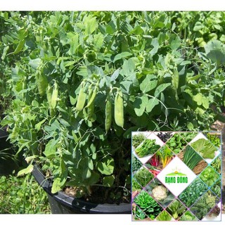10 gram đậu hà lan ăn lá siêu ngọn