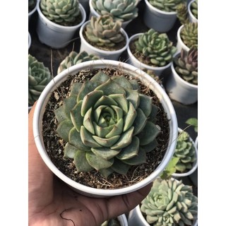 Sen đá hoa hồng xanh size trung chậu 10cm lỗi 1 đổi 1