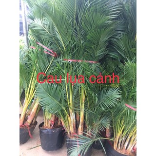 CÂY CAU LỤA Ảnh Thật số 1