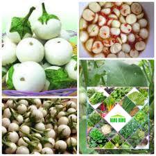 50 hạt giống quả cà pháo xanh