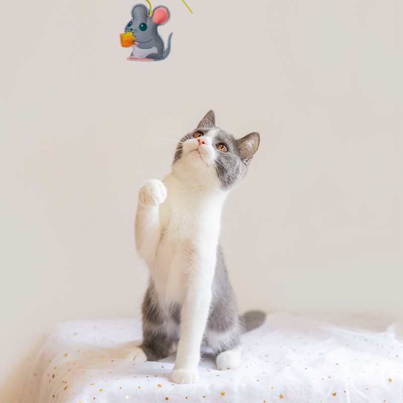 Dây Treo Cửa Tự Dính Giúp Giảm Đau Dành Cho Mèo Cưng