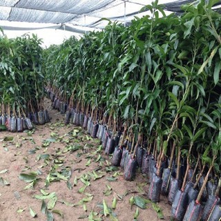 CÂY GIỐNG XOÀI THÁI ( cây xanh ngọc lan 47)