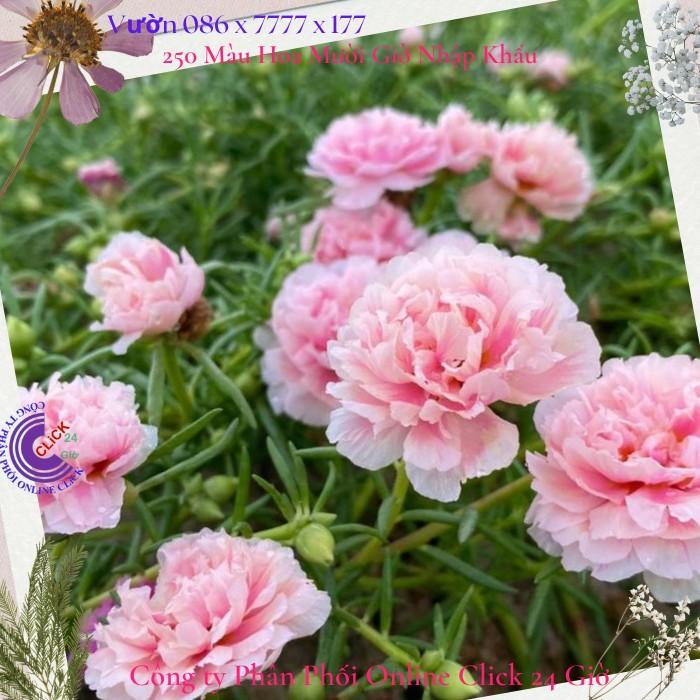 1 Ký Cành Giống Hoa Mười Giờ Thái Kép Màu Hồng Công Chúa Đẹp Mĩ Mãn 0867777377