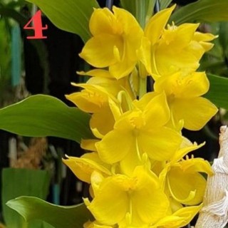 HOA LAN THIÊN NGA GIỐNG