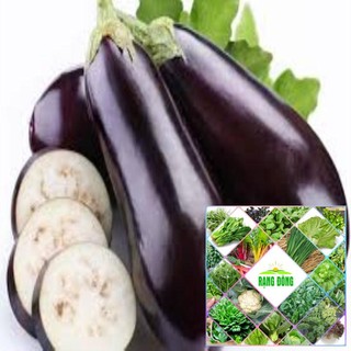 50 hat giống cà tím dài đen