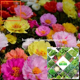 200H - HẠT GIỐNG HOA MƯỜI GIỜ MỸ KÉP Hạt Giống Nông Trại Xanh THE GARDEN