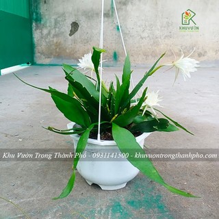 Hoa quỳnh trắng chậu treo, nhật quỳnh