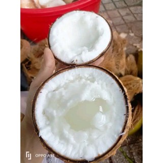 Dừa Sáp loại 1
