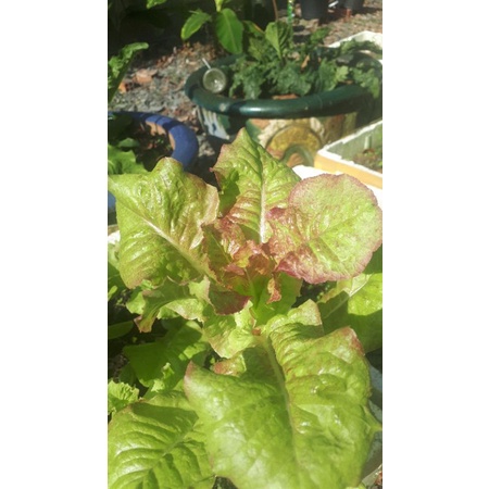 2000 HẠT GIỐNG XÀ LÁCH CÁNH LỬA PRIZEHEAD