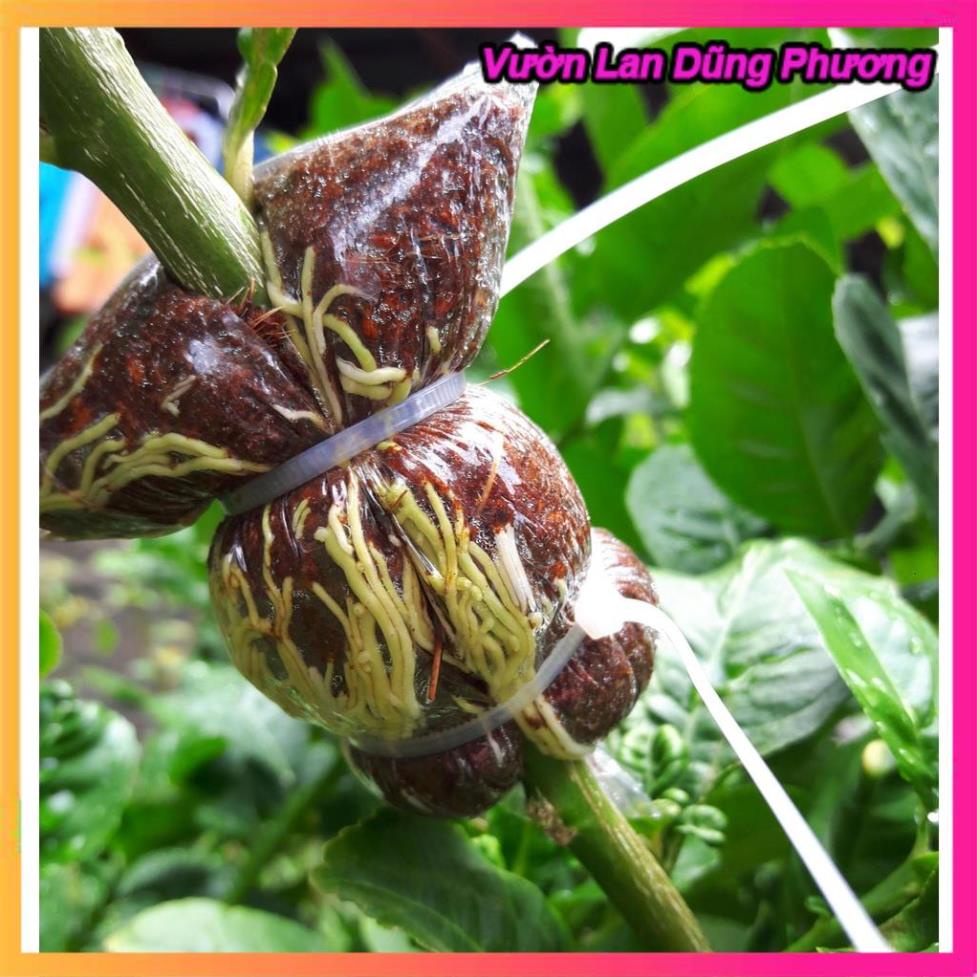 Siêu Kích thích ra rễ Root King lọ 20ml hàng đẹp, chuyên giâm chiêt cành, phân phối chuyên nghiệp VuonLanDungPhuong