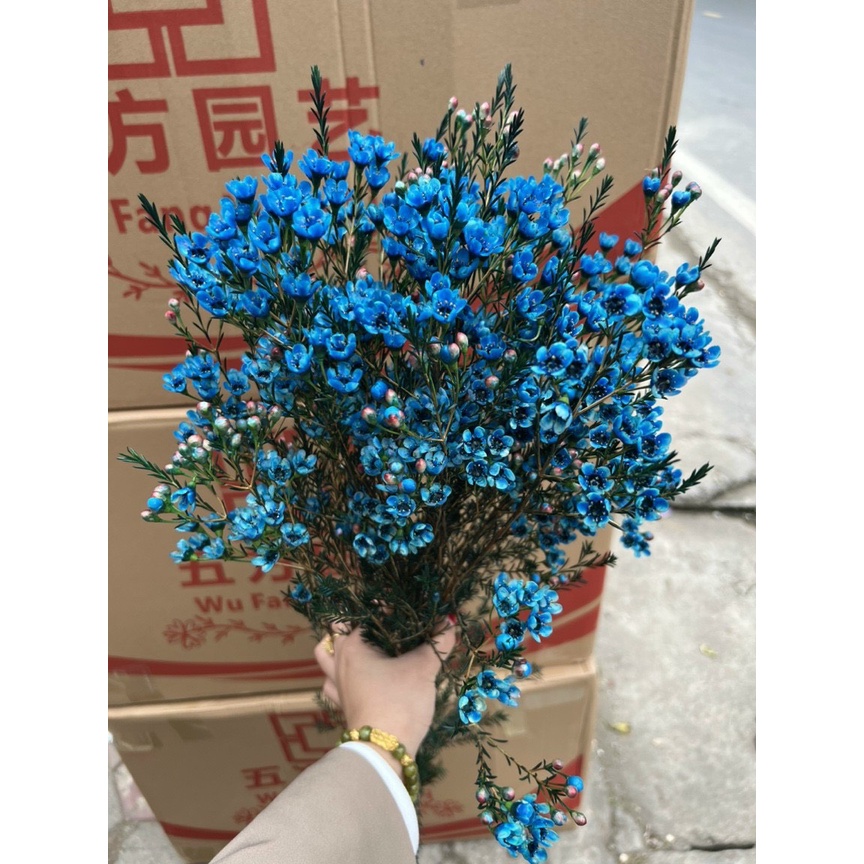 1 BÓ HOA THANH LIỄU BÔNG TO