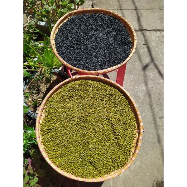 Đậu xanh trồng rẫy vườn Kon Tum chuẩn sạch túi 500g/1Kg