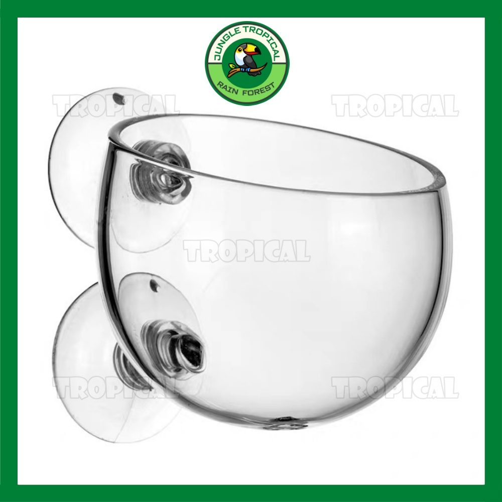 Cốc trồng cây thủy sinh trang trí hồ cá - Cốc thủy tinh Polka đựng phân nền - Tặng kèm cục hít thành hồ