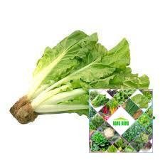 10 gram hạt giống cải bẹ dúm