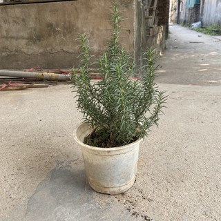 Cây Hương Thảo (resomary), có hương thơm dịu nhẹ và có tác dụng đuổi muỗi , cò làm gia vị cho các món ăn (Ảnh Thật)