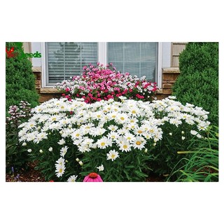 100h hạt giống hoa cúc chi trắng- 60cm shasta (Chrysanthemum)