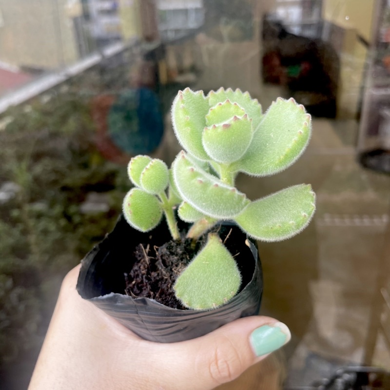 Sen Đá Tai Gấu - size Bầu nhỏ ( 1 nhánh ) - Xả đất khi gửi ạ
